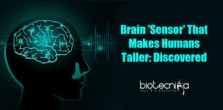 Brain 'Sensor' That Makes Humans Taller
