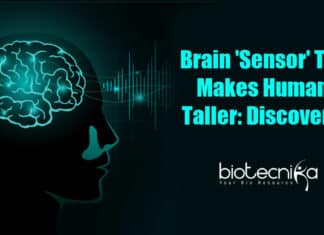 Brain 'Sensor' That Makes Humans Taller