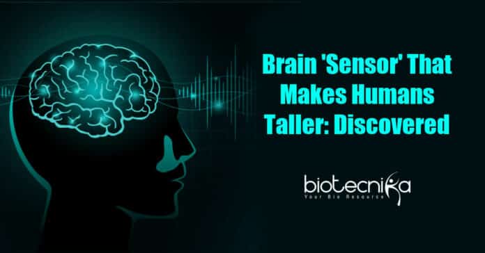 Brain 'Sensor' That Makes Humans Taller