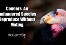 California Condor Reproduces Asexually: Shocking Discovery Condors Reproduce Without Mating
