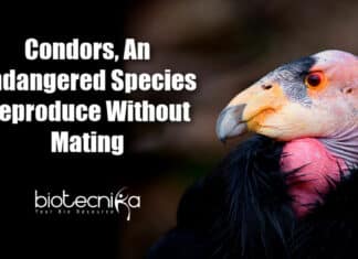 Condors Reproduce Without Mating