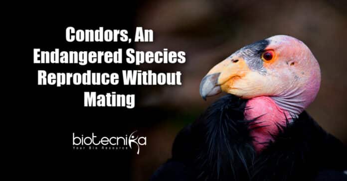 Condors Reproduce Without Mating