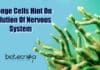 Sponge Cells Hint On Evolution Of Nervous System Origin Of Nervous System
