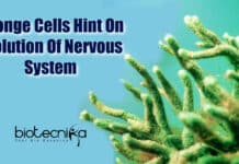 Sponge Cells Hint On Evolution Of Nervous System Origin Of Nervous System