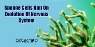 Origin Of Nervous System