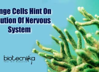 Origin Of Nervous System