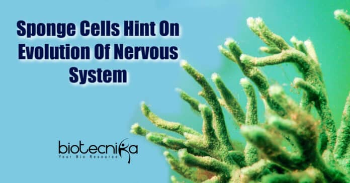 Origin Of Nervous System