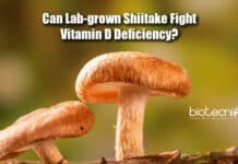 Can Lab-grown Mushrooms Fight Vitamin D Deficiency? Human Trials May Soon Roll Out lab grown shiitake
