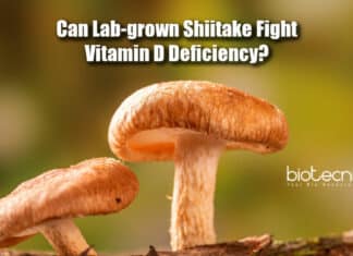 lab grown shiitake