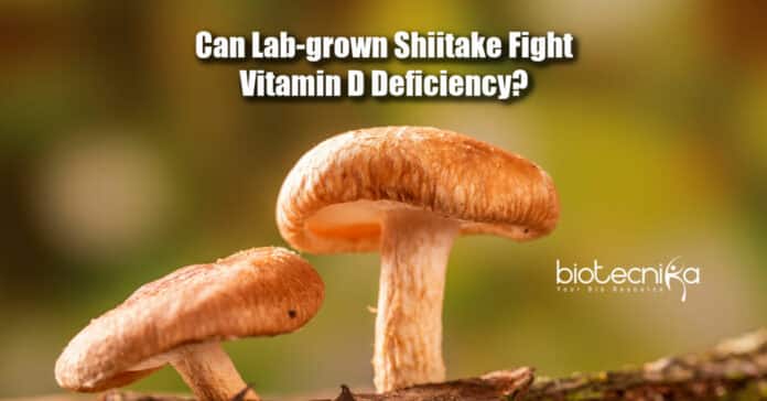 lab grown shiitake