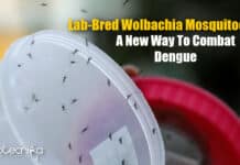 Researchers In Indonesia Breed Wolbachia Mosquitoes To Fight Dengue Wolbachia Mosquitoes By Indonesian Researchers