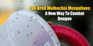 Wolbachia Mosquitoes By Indonesian Researchers