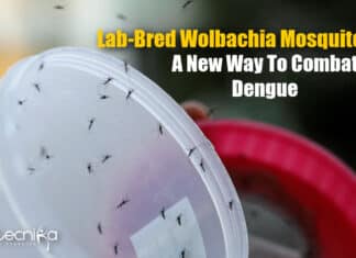 Wolbachia Mosquitoes By Indonesian Researchers