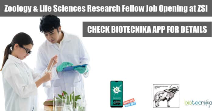 ZSI JRF Job