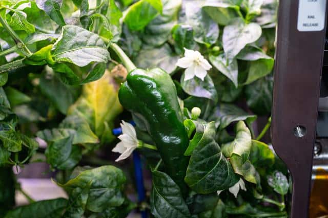 Astronauts harvest chili peppers