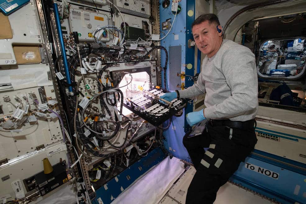 Astronauts harvest chili peppers