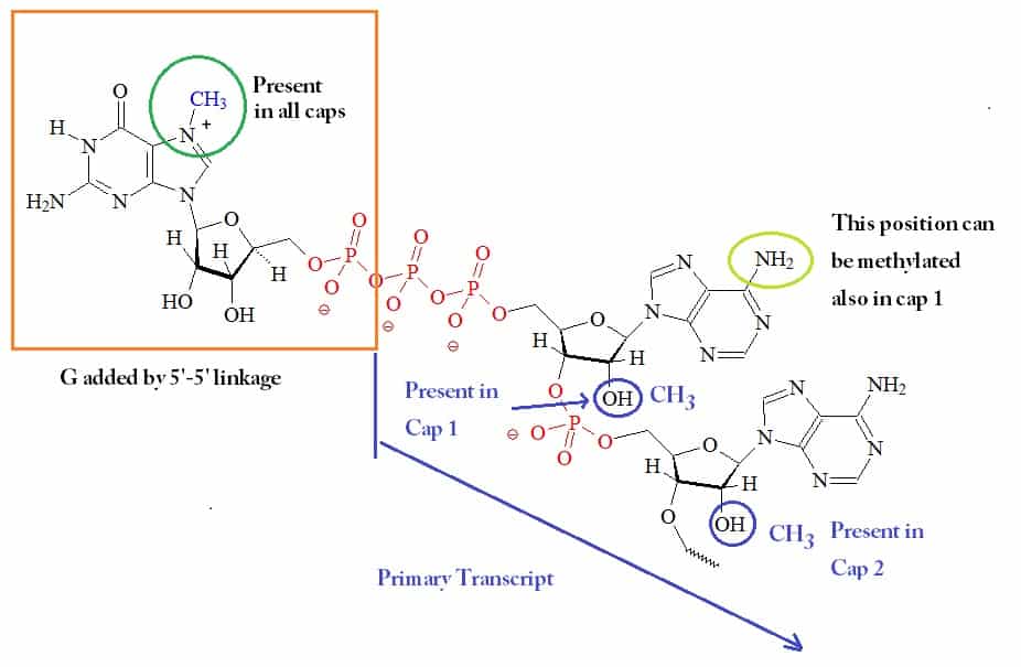 CSIR RNA Synthesis Notes