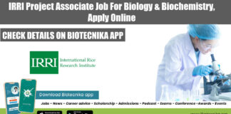 IRRI Project Associate Job