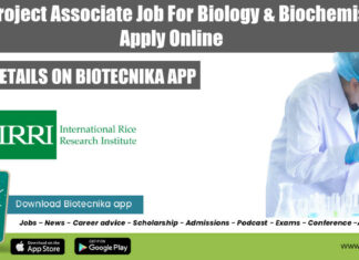 IRRI Project Associate Job