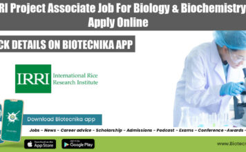 IRRI Project Associate Job