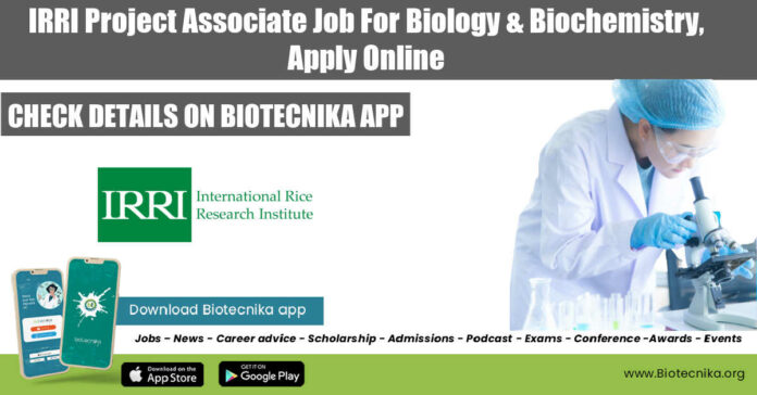 IRRI Project Associate Job