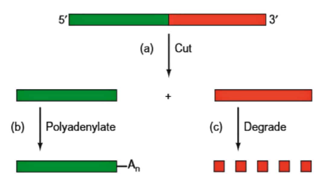 CSIR RNA Synthesis Notes