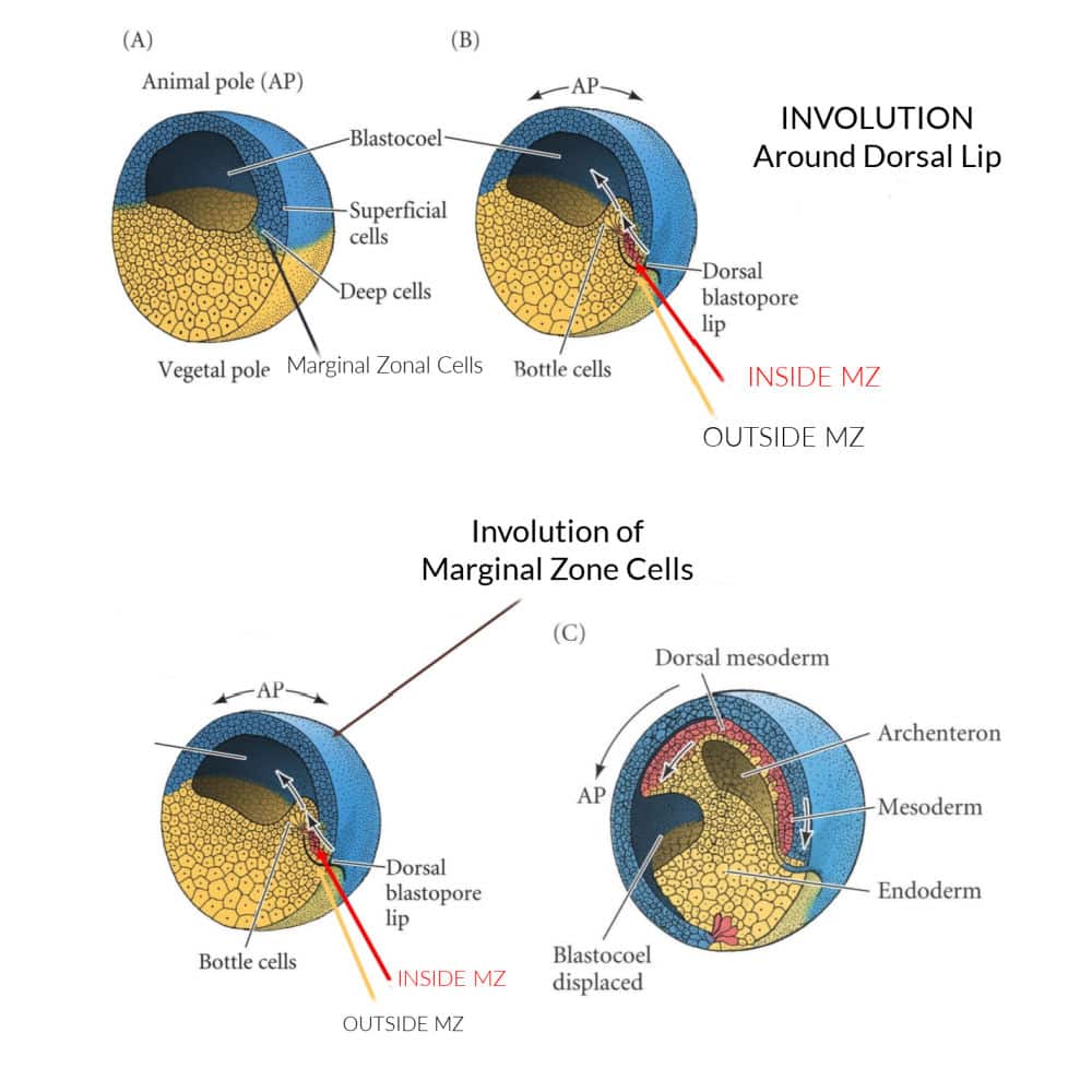  CSIR Developmental Biology Notes