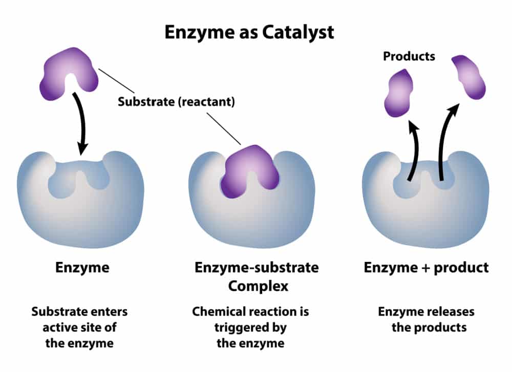 CSIR Enzyme Kinetics Notes