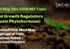 Do Not Skip This CSIR NET Topic : Auxin Phytohormone – Download PDF For Super Fast Revision CSIR Auxin Phytohormone Notes