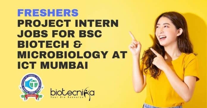 Freshers Project Intern Jobs