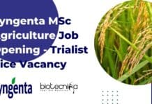 Syngenta MSc Agriculture Job