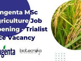 Syngenta MSc Agriculture Job