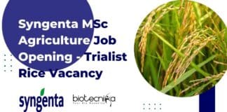 Syngenta MSc Agriculture Job