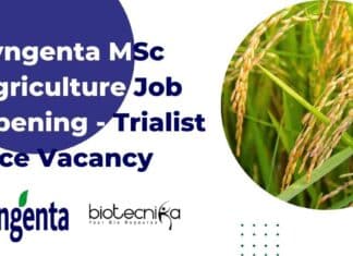 Syngenta MSc Agriculture Job