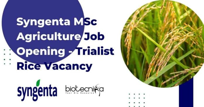Syngenta MSc Agriculture Job