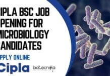 Cipla BSc Job Opening For Microbiology Candidates, Apply Online Cipla BSc Job Opening