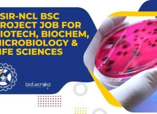 NCL BSc Project Job