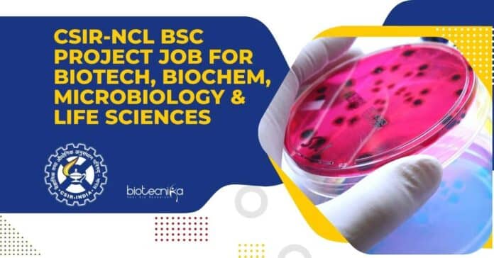 NCL BSc Project Job