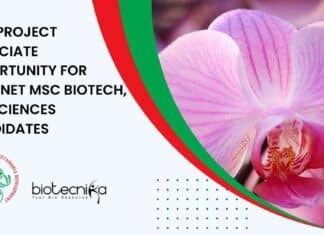 IBSD Project 2022 Vacancy