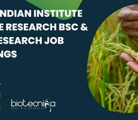 ICAR-IIRR BSc & MSc Research Job