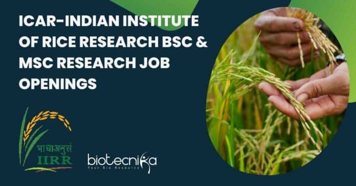 ICAR-IIRR BSc & MSc Research Job