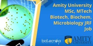 Amity University MTech Job