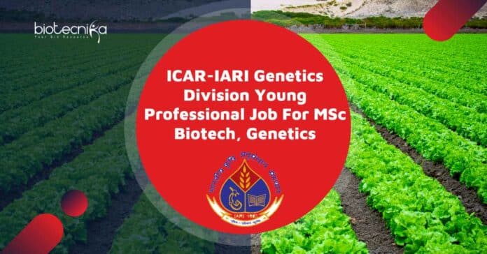 IARI YP Job Opening