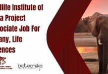 Wildlife Institute of India Project Associate Job For Botany, Life Sciences WII Project Vacancy Latest
