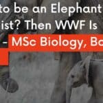 Want to be an Elephant Biologist? Then WWF Is Hiring – MSc Biology, Botany Apply WWF India Job Openings