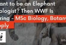 Want to be an Elephant Biologist? Then WWF Is Hiring – MSc Biology, Botany Apply WWF India Job Openings