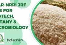 ICAR-NRRI JRF Job For Biotech, Botany & Microbiology ICAR-NRRI JRF Job