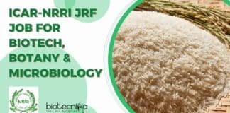 ICAR-NRRI JRF Job