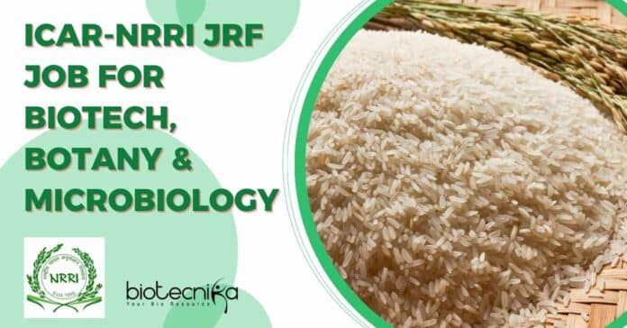 ICAR-NRRI JRF Job