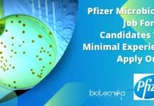 Pfizer Microbiology Job For MSc Candidates With Minimal Experience, Apply Online Pfizer Microbiology Job For